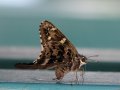 IMG_2461-copy