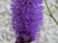 IMG_8417-copy