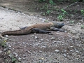 IMG_1796-1