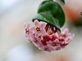 IMG_0879 copy