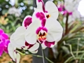 IMG_0880 copy