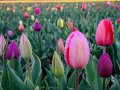 IMG_7439-copy